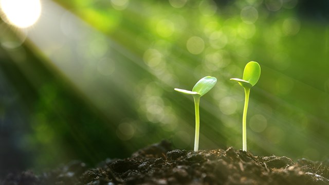 The shoots grow from the soil. Sunlight hits the shoots.