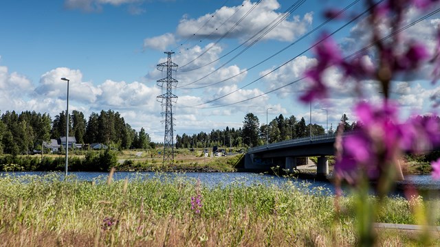 Voimalinjoja ja maitohorsmaniitty.